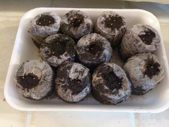 ジフィーセブンに植えたビオラのタネ